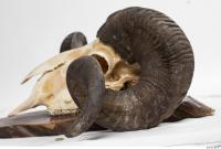 mouflon skull antlers 0033